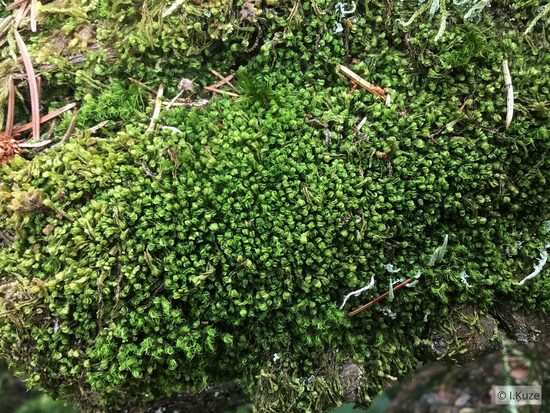 Syzygiella autumnalis